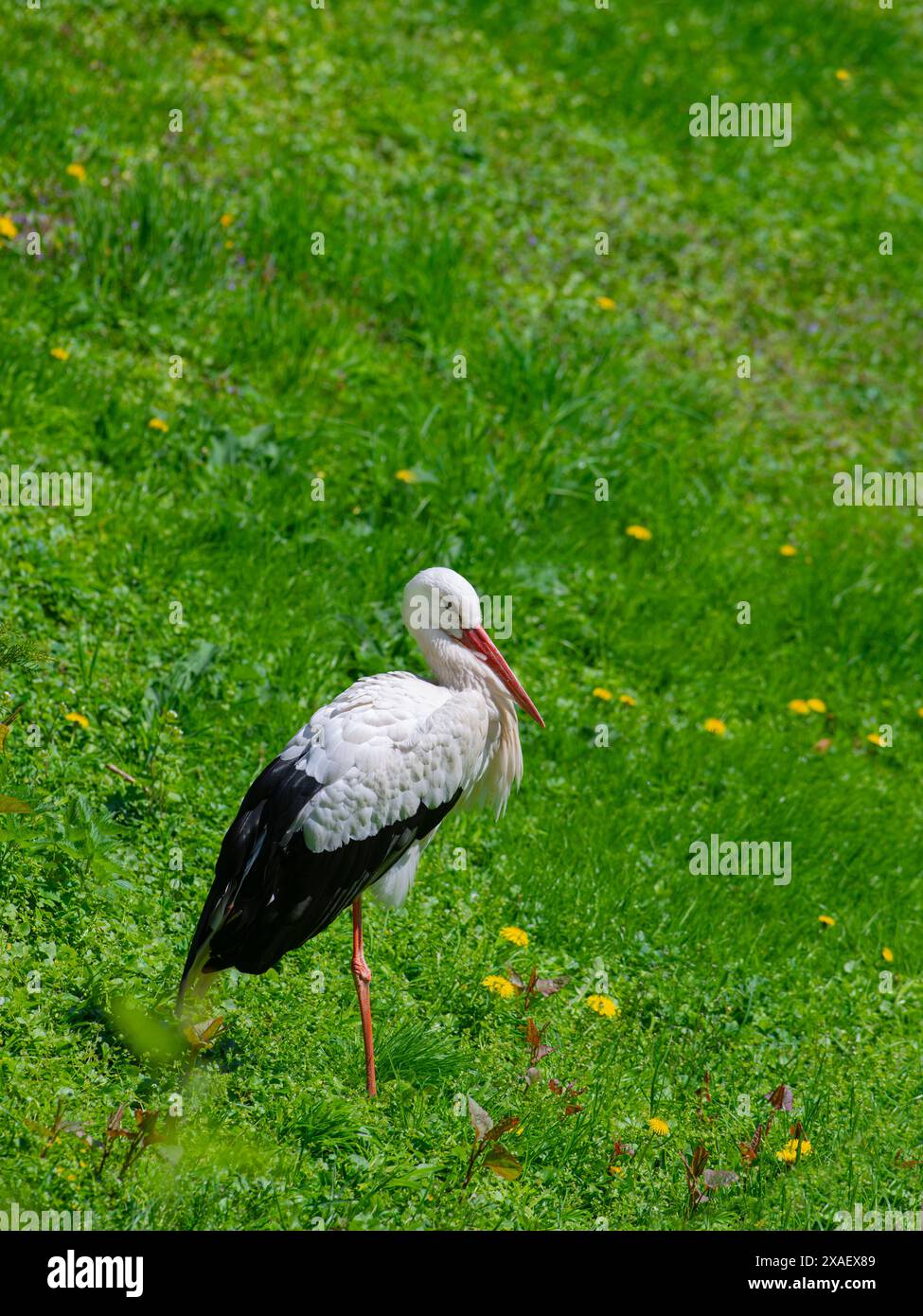 stork sta su una gamba su uno sfondo verde Foto Stock stork sta su una gamba su uno sfondo verde Foto Stock