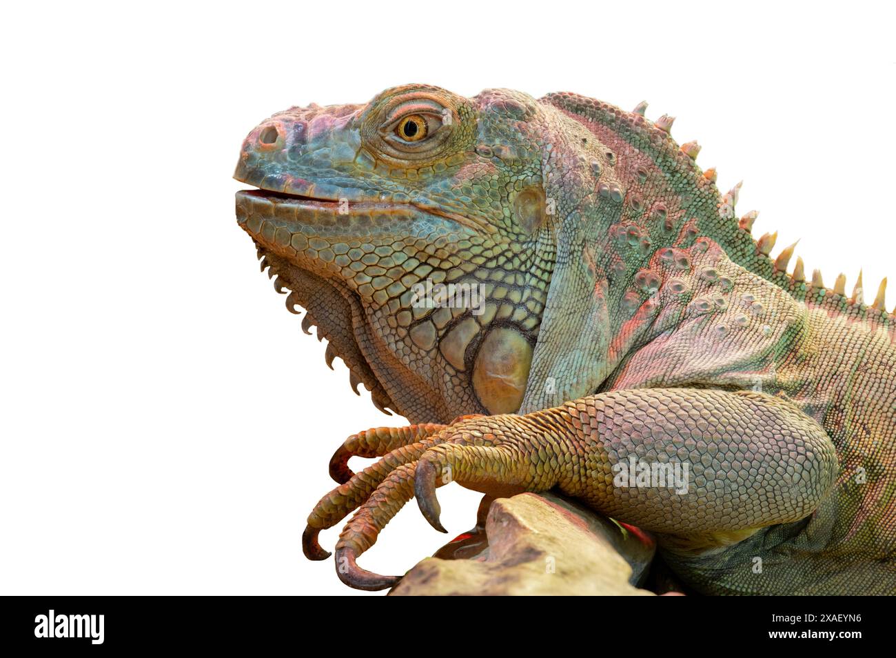 iguana isolata su sfondo bianco Foto Stock