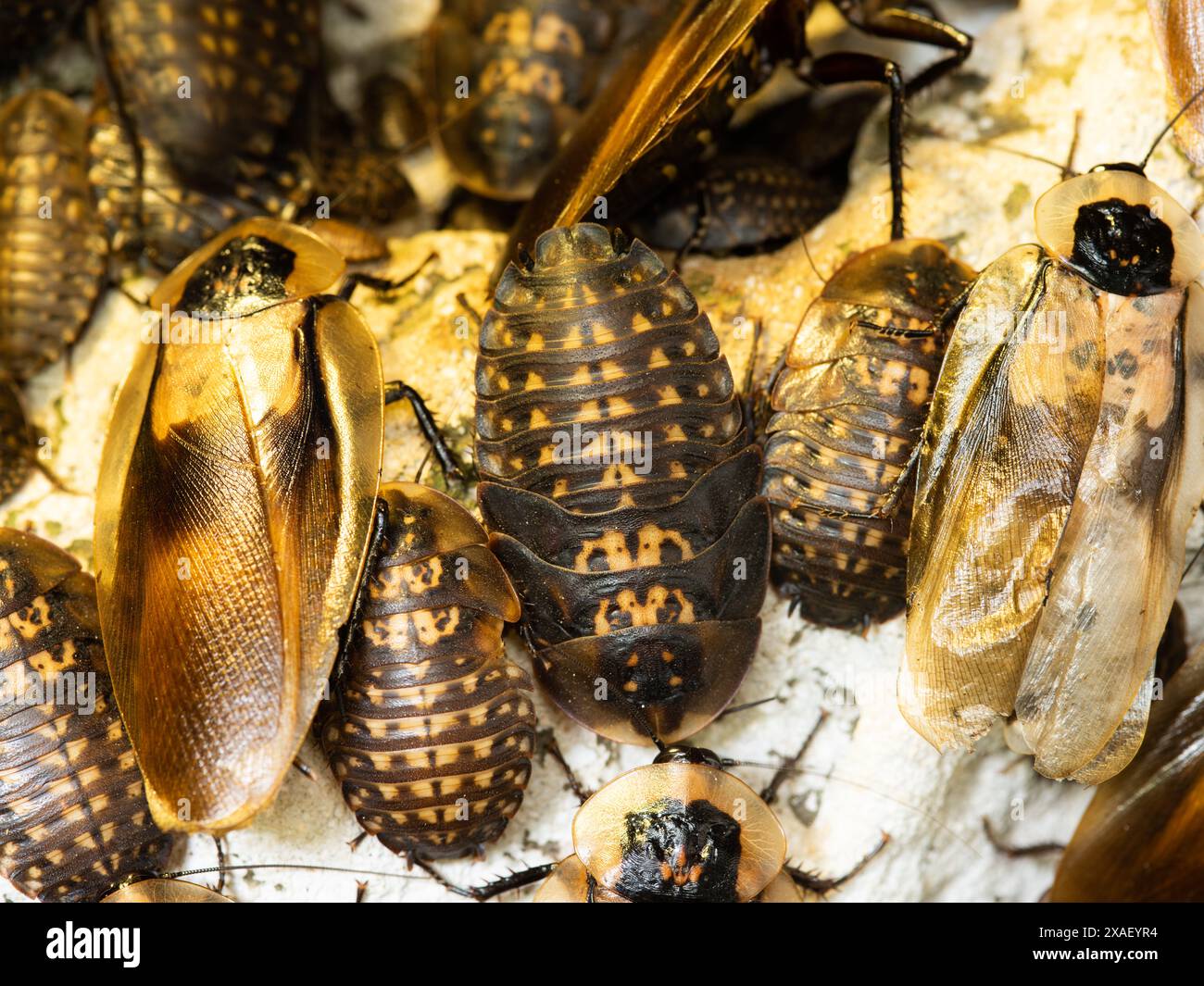 Lucihormetica verrucosa, una famiglia di specie Blaberidae. Foto Stock