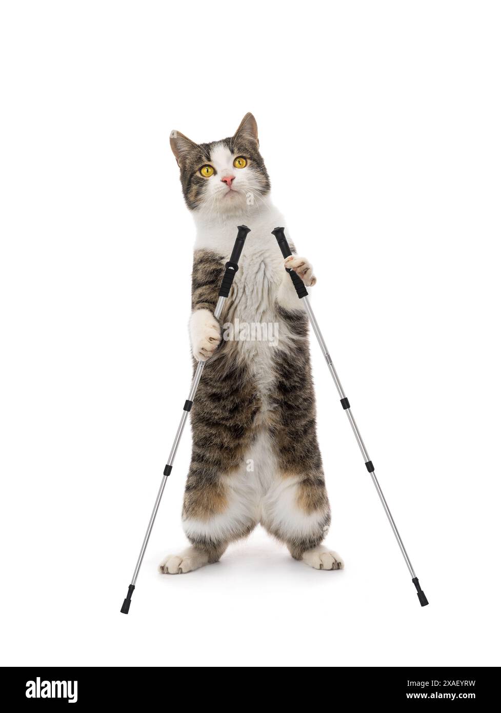 bellissimi bastoncini per nordic walking per gatti isolati su sfondo bianco Foto Stock