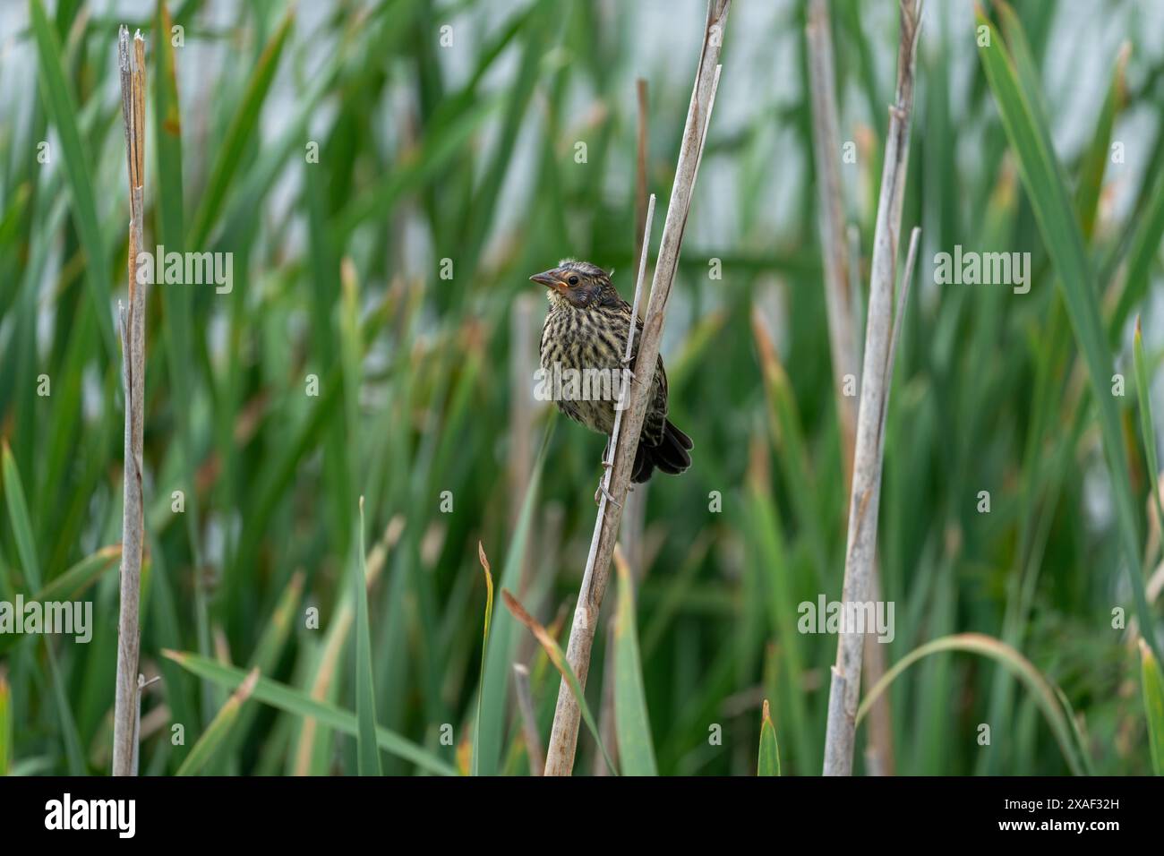 Il neonato uccello nero alato rosso arroccato su una canna secca. Sullo sfondo sono presenti molte altre canne verdi. Foto Stock