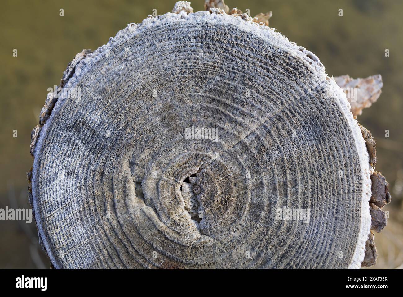 Foto ravvicinata di un tronco di albero tagliato con sale marino in una salina nel Parco naturale di Sečovlje Salina vicino a Pirano in Slovenia Foto Stock