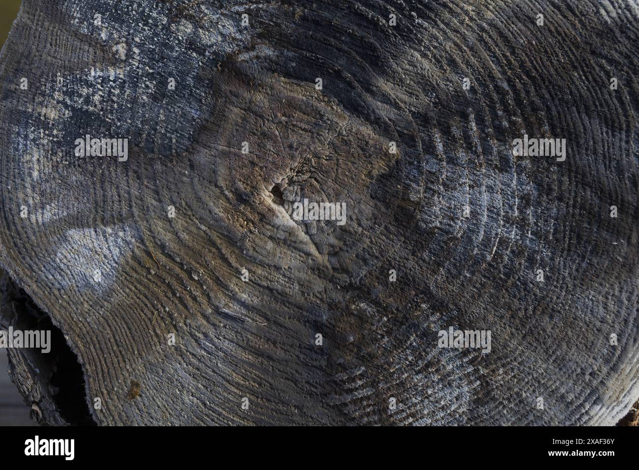 foto ravvicinata di un tronco di albero scuro tagliato con anelli annuali ricoperti di sale marino Foto Stock