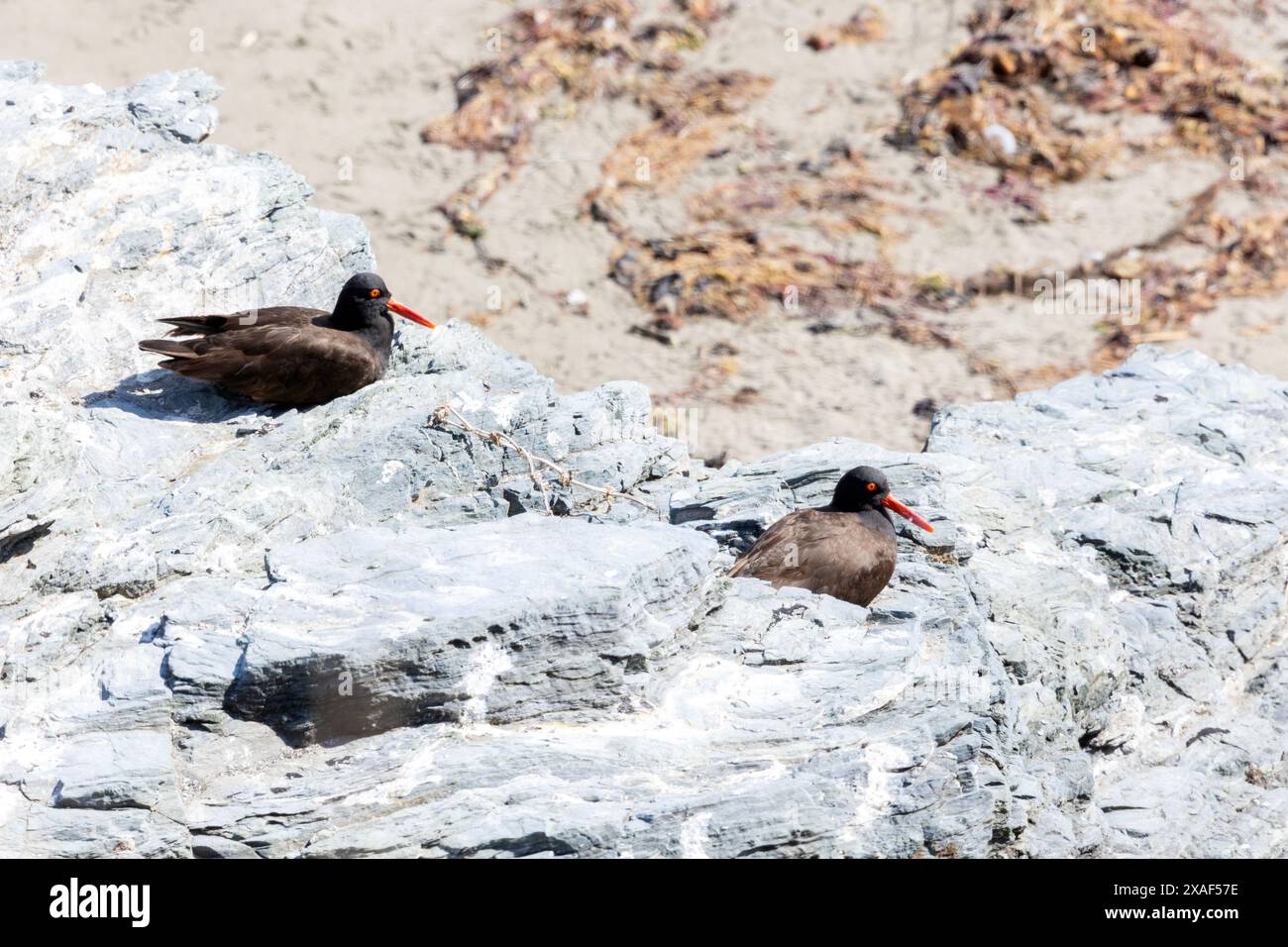 Coppia Black Oystercatcher su Large Rock Foto Stock