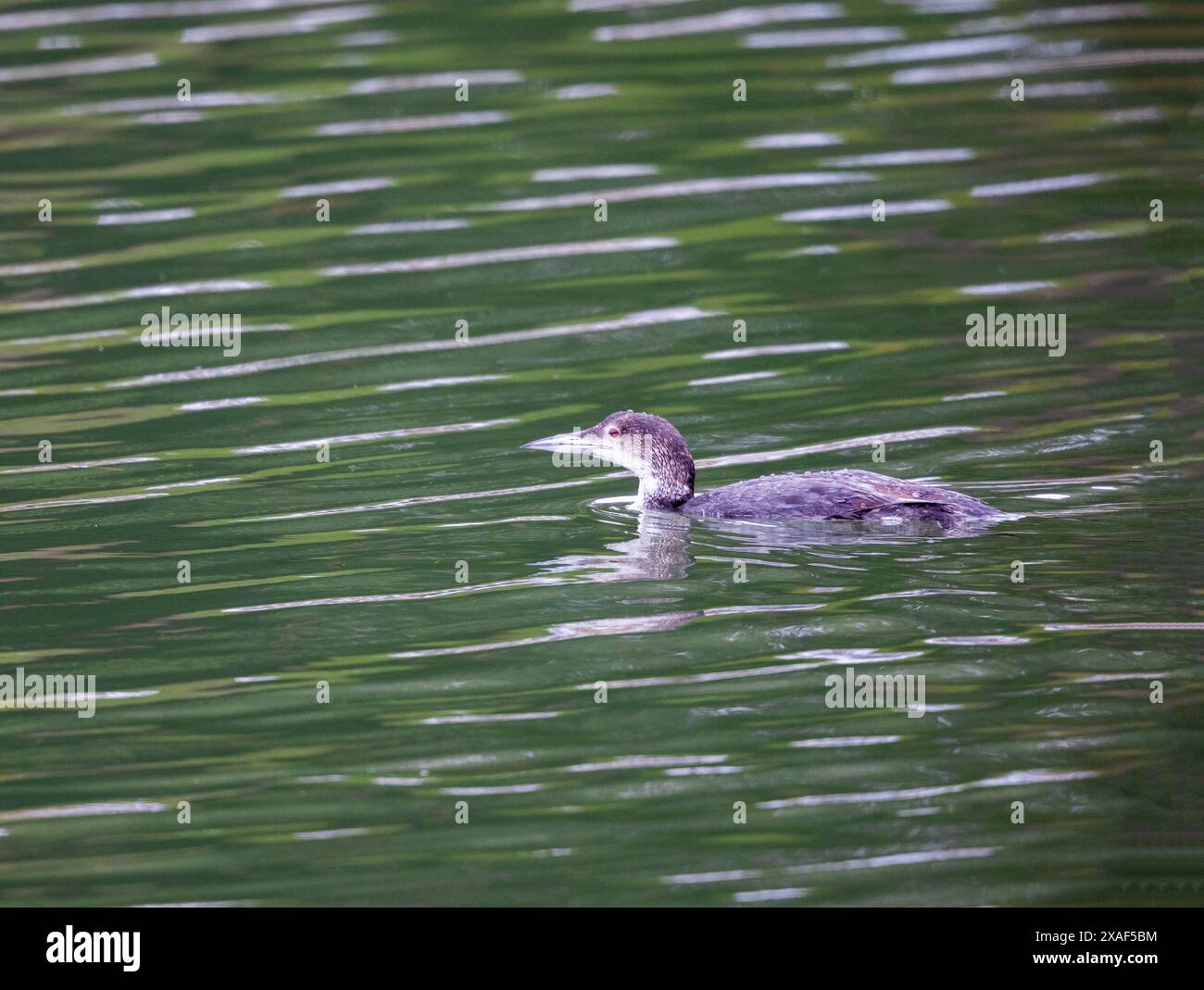 Loon comune in acqua verde scuro Foto Stock