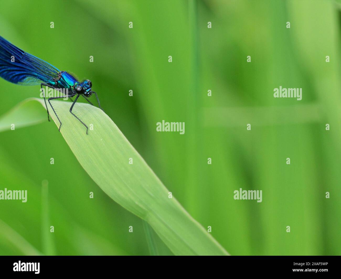 Una luccicante libellula riposa tra le canne sulle rive del Tollense, mentre altri si sono mossi, accoppiandosi nel vibrante ecosistema. Foto Stock