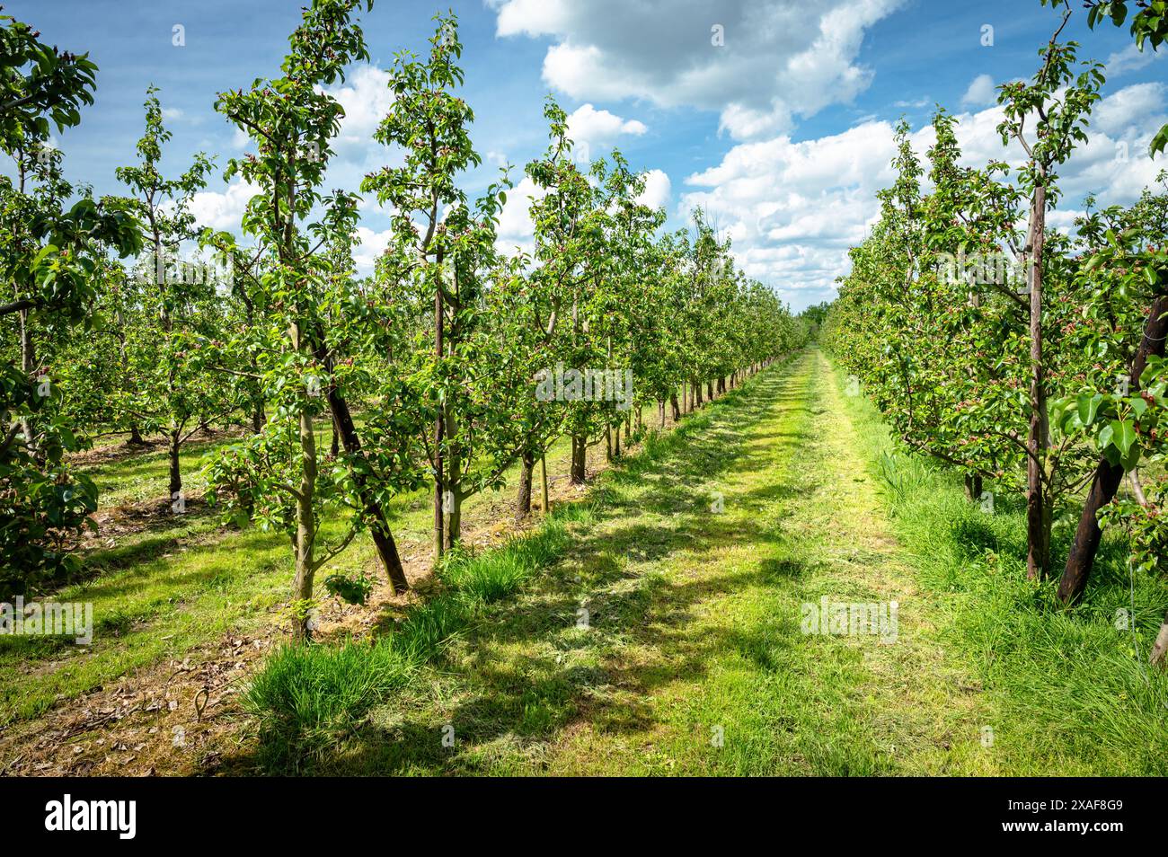 Paesaggio di frutteti con alberi di pera in crescita nella stagione primaverile. Foto Stock