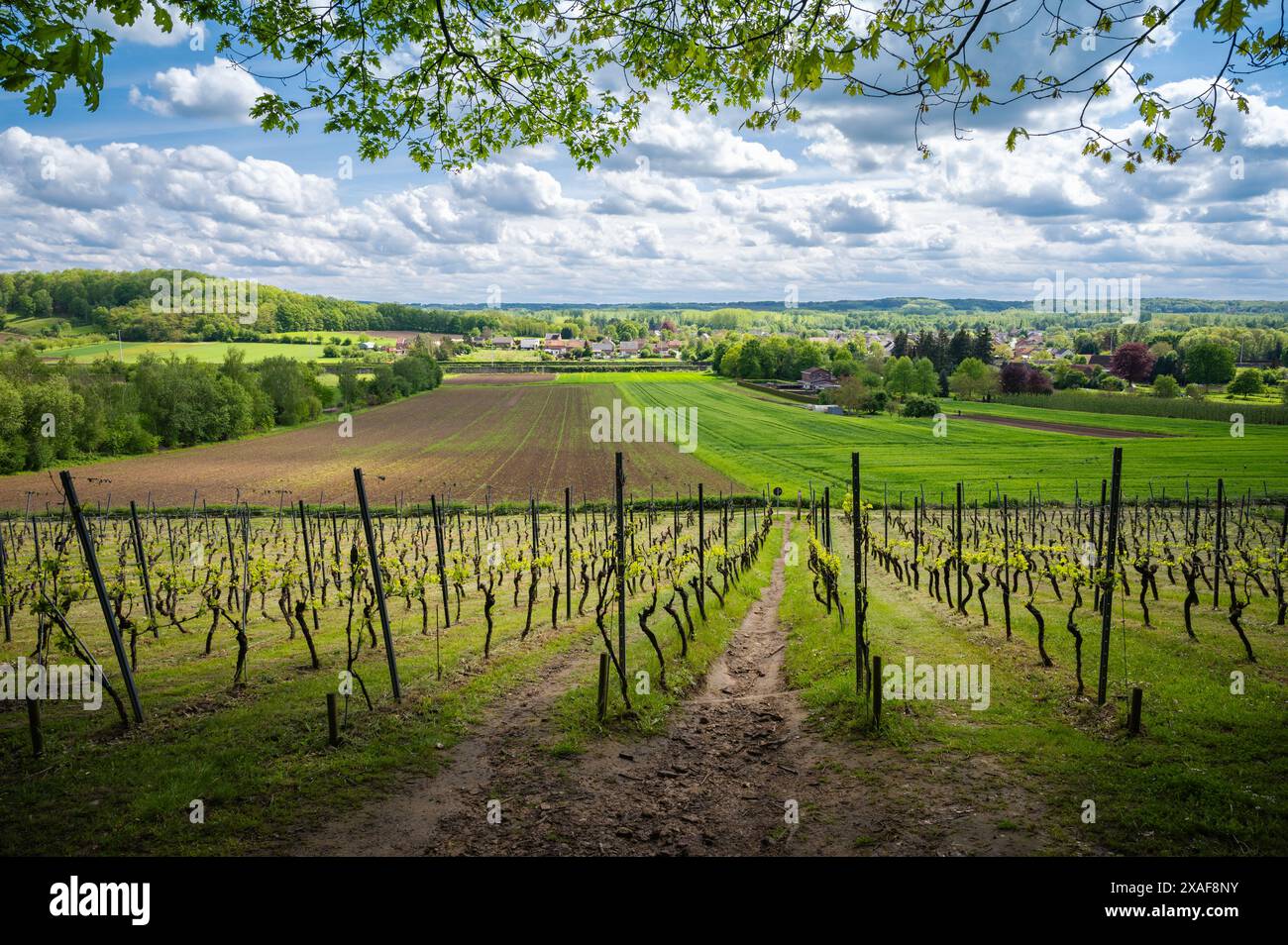Paesaggio panoramico con vigneti in crescita nella stagione primaverile. Foto Stock