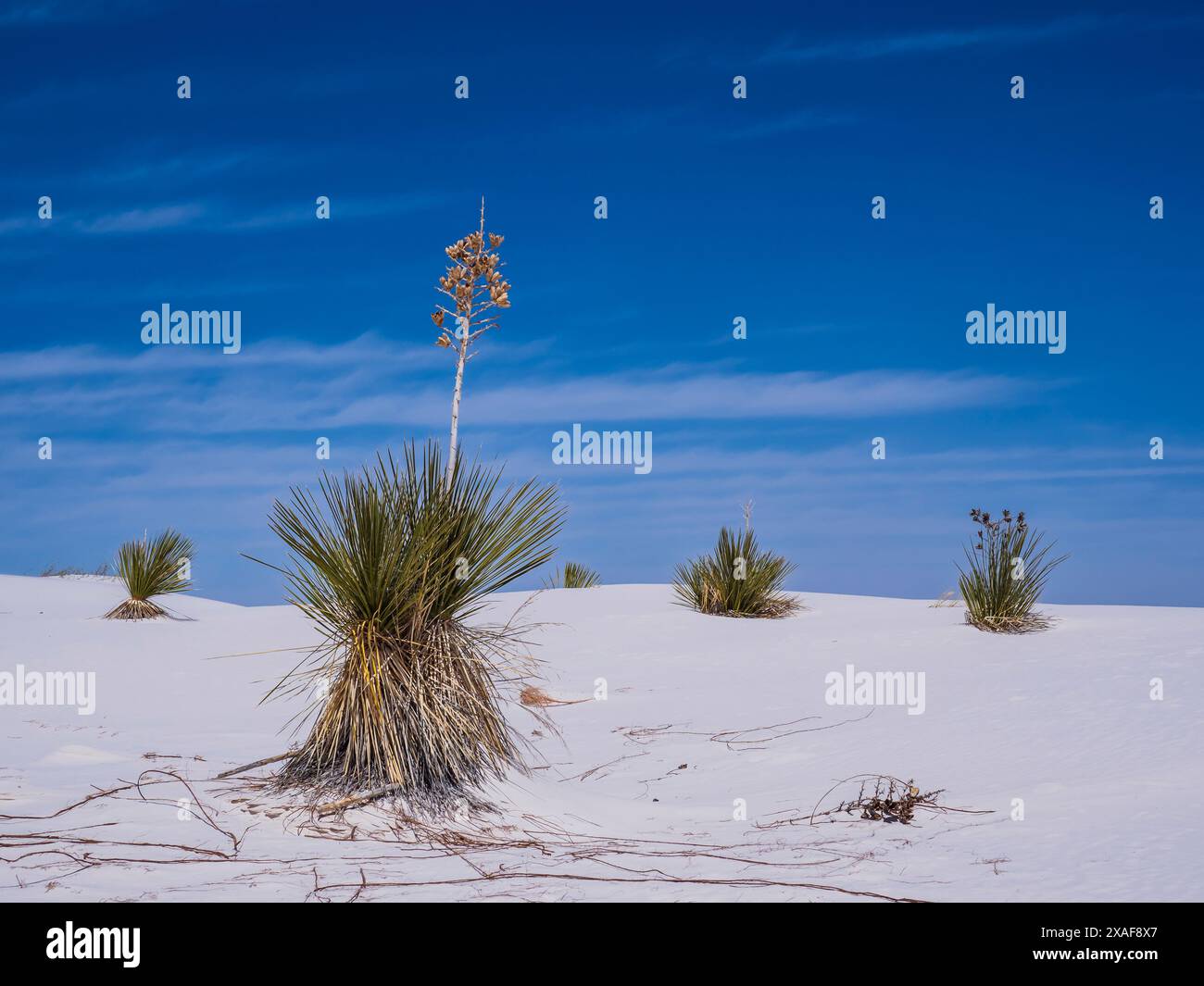 Yucca e dune di sapone, White Sands National Park, Alamogordo, New Mexico. Foto Stock