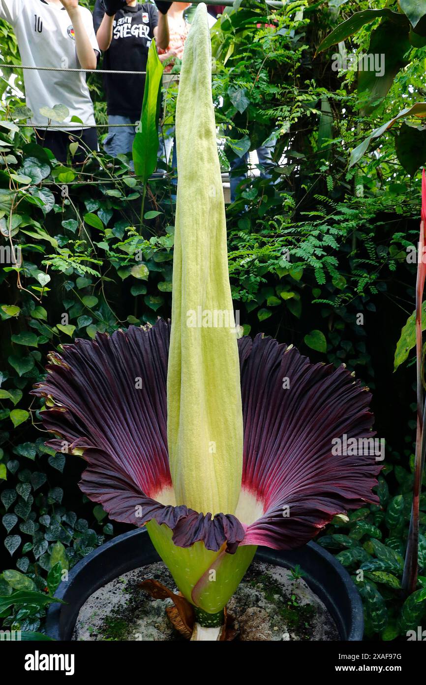 Die größte Blume der Welt, Die Titanwurz, blüht am 06.06.2024 im Ökologisch-Botanischen Garten der Universität a Bayreuth Bayern. Die Titanwurz erblüht nur etwa alle drei Jahre. Die Blüte dauert oft nur einen Tag oder eine Nacht und verströmt dabei einen intensiven Aasgeruch. *** Il fiore più grande del mondo, la radice di titanio, fiorisce il 06 06 2024 nell'Orto Botanico ecologico dell'Università di Bayreuth in Baviera la radice di titanio fiorisce solo ogni tre anni circa il fiore dura spesso solo un giorno o una notte e emana un intenso odore di carretto Foto Stock