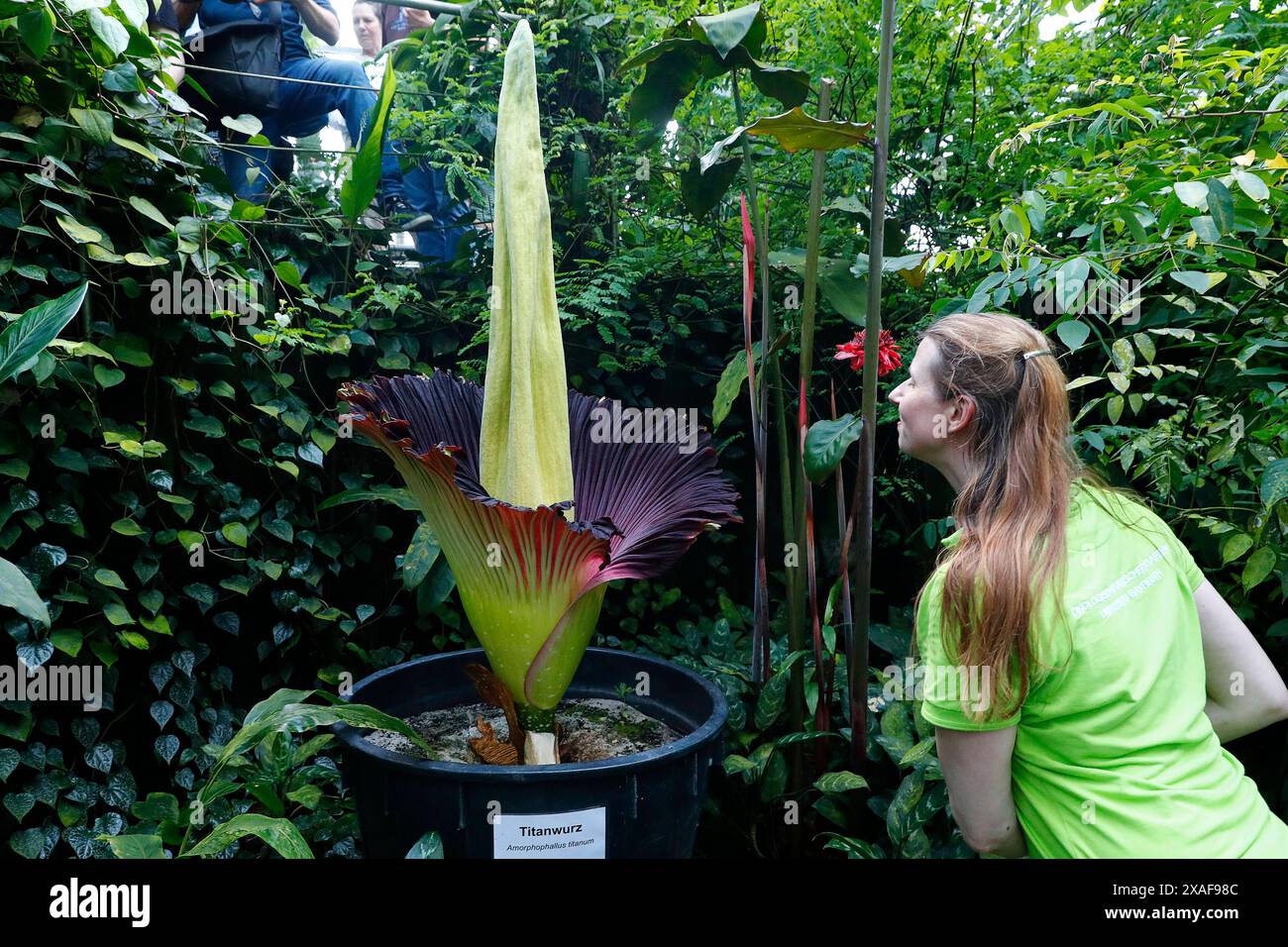 Die größte Blume der Welt, Die Titanwurz, blüht am 06.06.2024 im Ökologisch-Botanischen Garten der Universität a Bayreuth Bayern. Die Titanwurz erblüht nur etwa alle drei Jahre. Die Blüte dauert oft nur einen Tag oder eine Nacht und verströmt dabei einen intensiven Aasgeruch. *** Il fiore più grande del mondo, la radice di titanio, fiorisce il 06 06 2024 nell'Orto Botanico ecologico dell'Università di Bayreuth in Baviera la radice di titanio fiorisce solo ogni tre anni circa il fiore dura spesso solo un giorno o una notte e emana un intenso odore di carretto Foto Stock