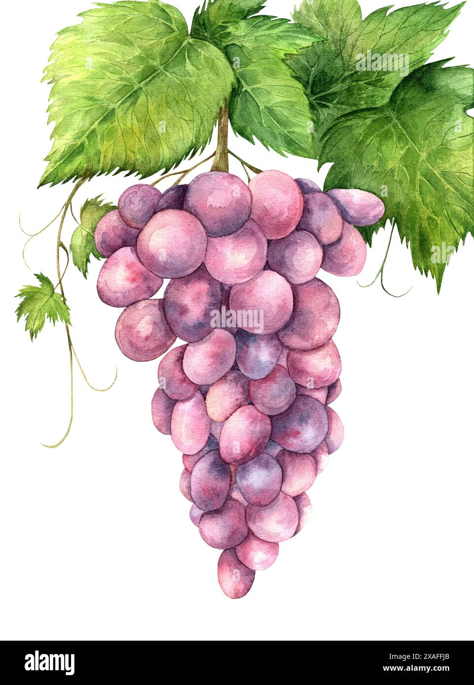 Mazzo di uve rosa disegnate ad acquerello Foto Stock