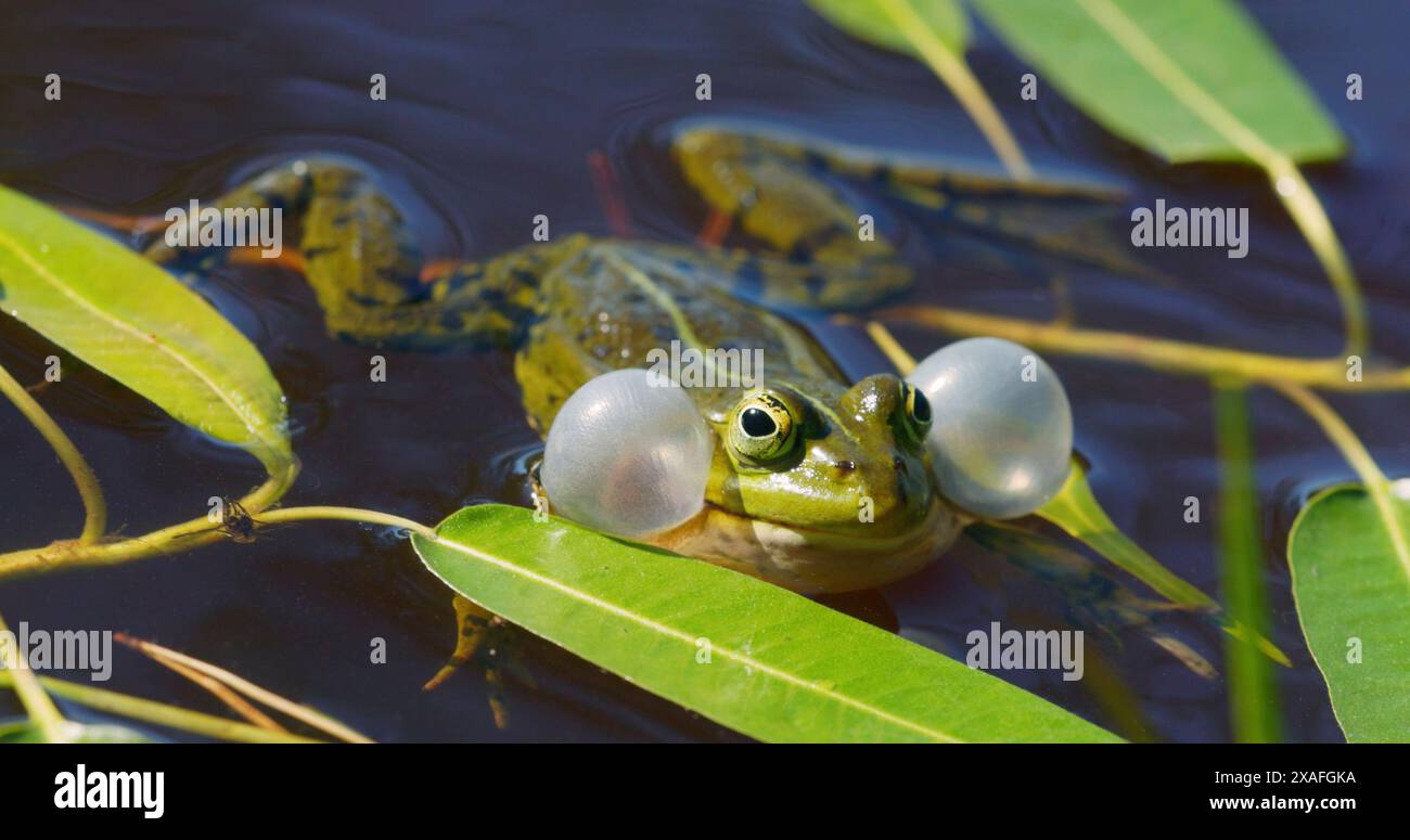 Una rana verde in un laghetto sereno gonfia le sacche vocali tra foglie lussureggianti, creando una tranquilla scena faunistica Foto Stock