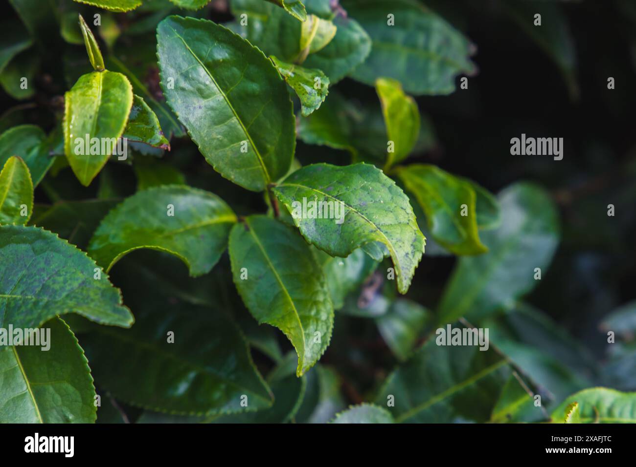 Foglie di tè verde, foto ravvicinata scattata presso la piantagione di tè asiatico Foto Stock