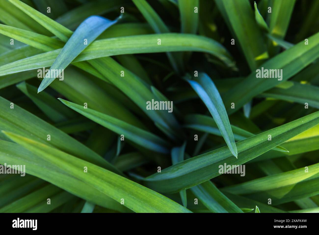 Erba verde con ombre scure, sfondo naturale astratto, foto ravvicinata con messa a fuoco selettiva morbida Foto Stock