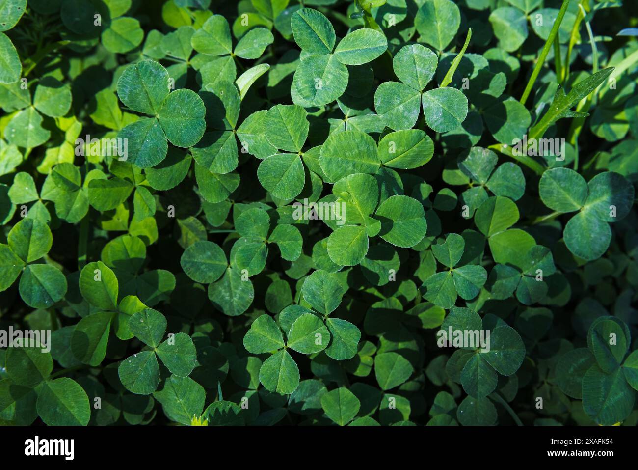 Foglie di trifoglio verde selvatico, vista dall'alto, texture foto di sfondo. Trifolium Foto Stock