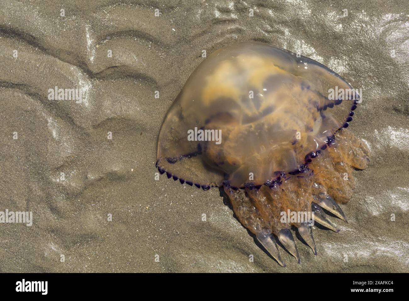 foto ravvicinata di una medusa gialla e viola morta su una spiaggia di sabbia bagnata Foto Stock