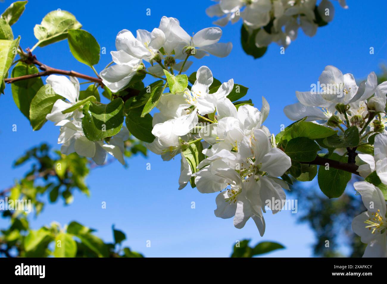 Primo piano del ramo in fiore di ciliegio contro il cielo blu. Giardini fioriti in primavera. Foto Stock