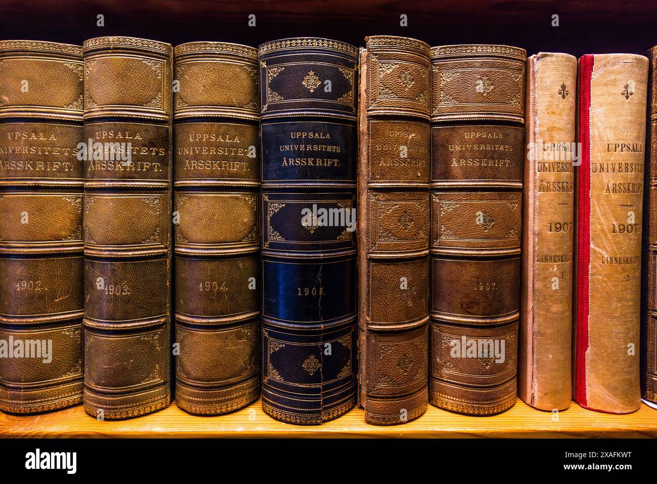Volumi rilegati in pelle dell'"Upsala Universitets Årsskrift" (Annuario dell'Università di Uppsala) dal 1902 al 1907 sono allineati su uno scaffale a Carolina Rediviva a Uppsala. Fondata nel 1622, la biblioteca è la più antica e grande della Svezia e la biblioteca principale dell'Università di Uppsala. Il suo più grande tesoro è il Codex Argenteus (Bibbia d'Argento) del VI secolo, uno dei più antichi documenti scritti sopravvissuti in una lingua germanica. La biblioteca detiene circa cinque milioni di libri in totale e più di 30.000 manoscritti. Dag Hammarskjölds väg, Uppsala, Contea di Uppsala, Svezia. Foto Stock