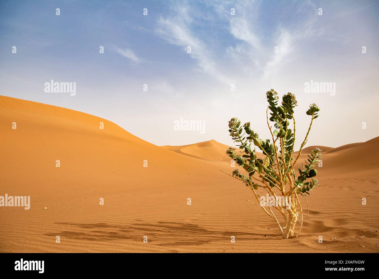 Un arbusto di alghe del deserto solitario (Calotropis procera) è sostenuto da infinite dune di sabbia sul bordo occidentale del Sahara a Erg Chigaga, Marocco Foto Stock