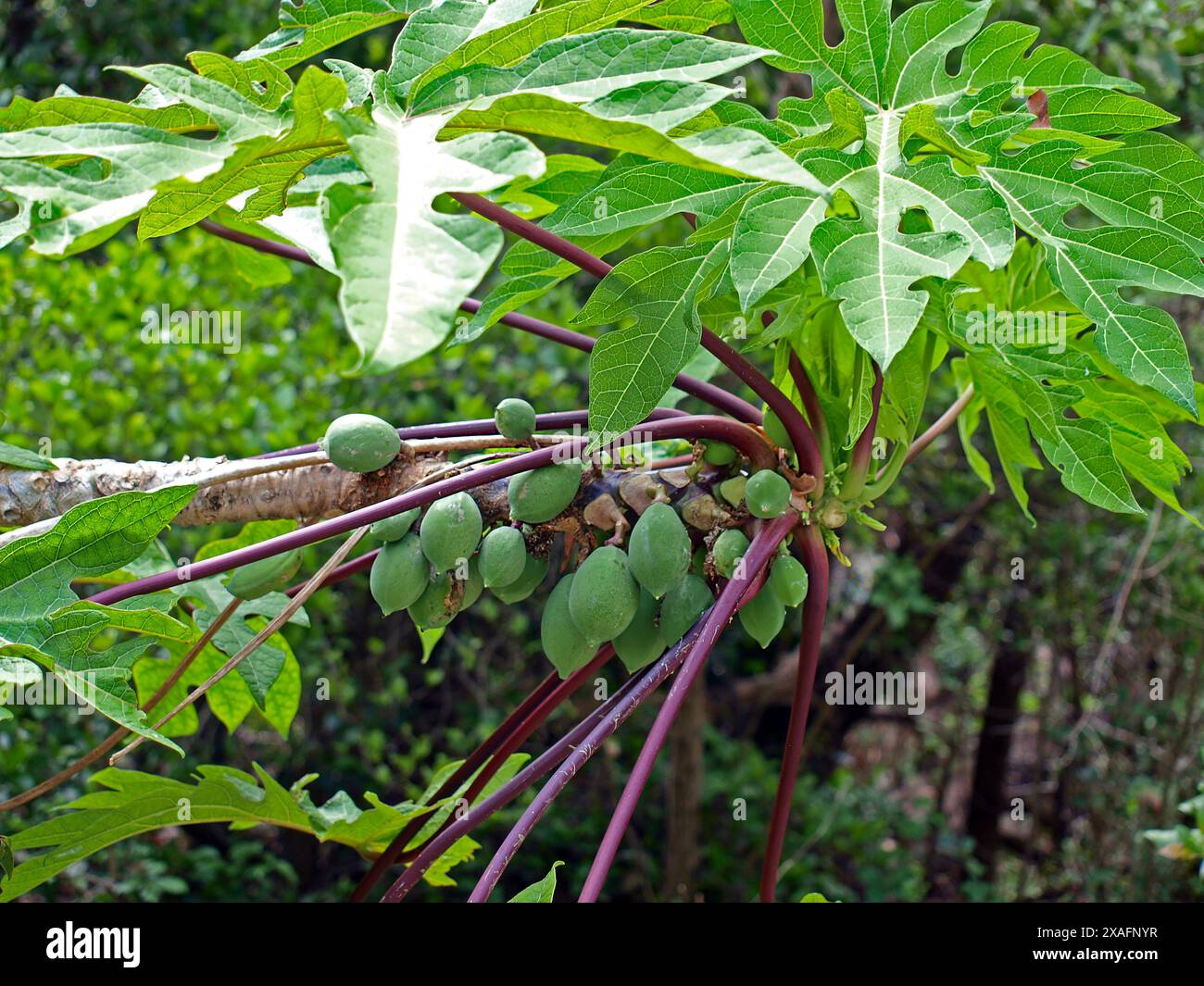 Papaya (carica papaya) frutti in natura in una pianta stranamente piegata. Foto Stock