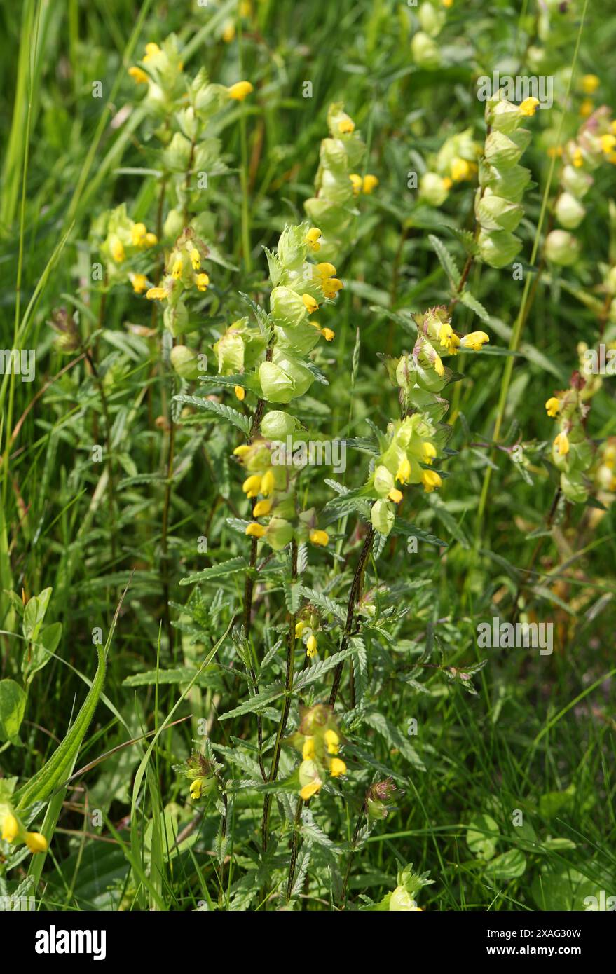 Sonaglio giallo, rinanthus, Orobanchaceae (Scrophulariaceae). REGNO UNITO. Foto Stock