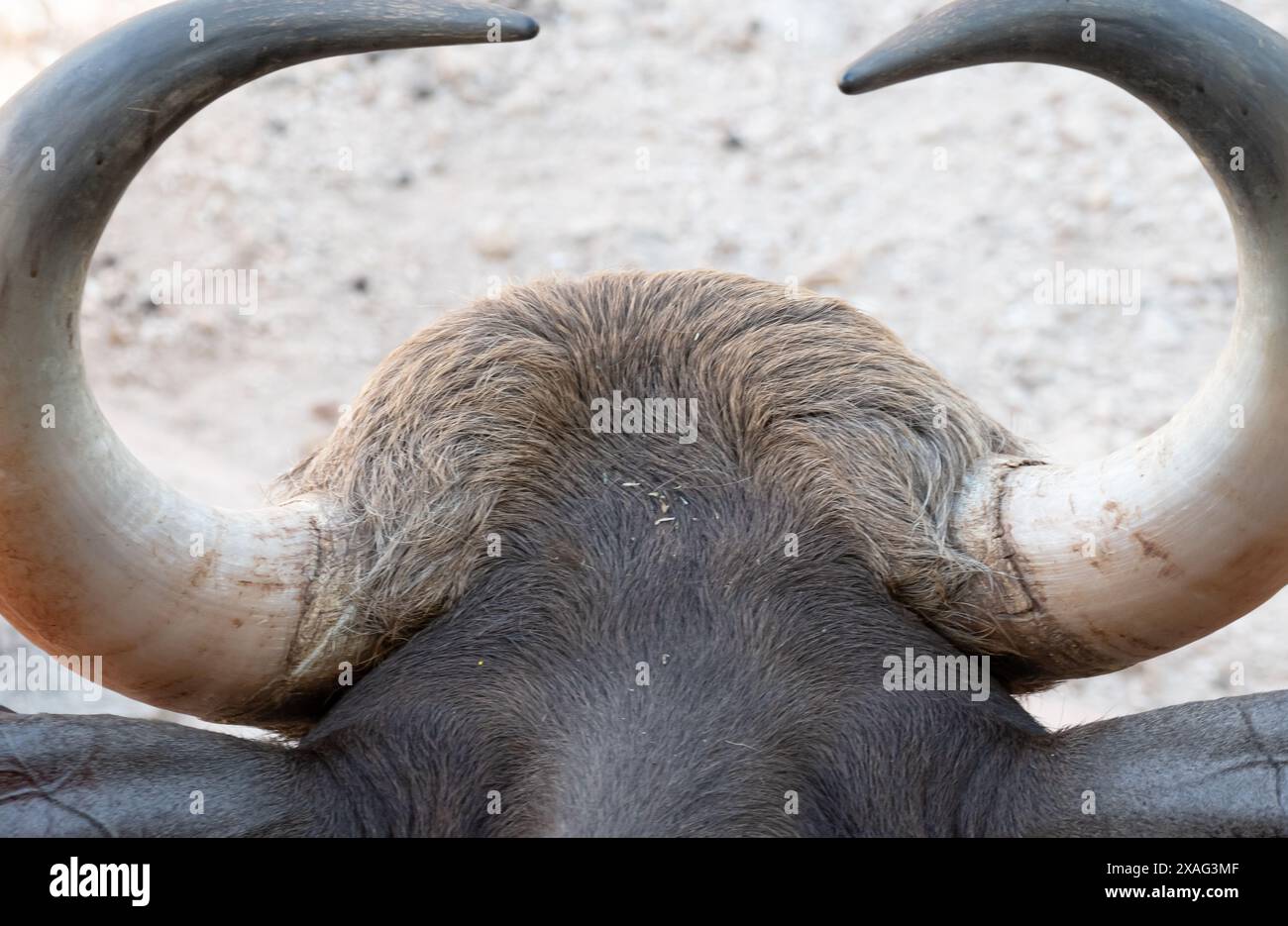 Primo piano da dietro la testa di un toro, mostrando le corna. Foto Stock