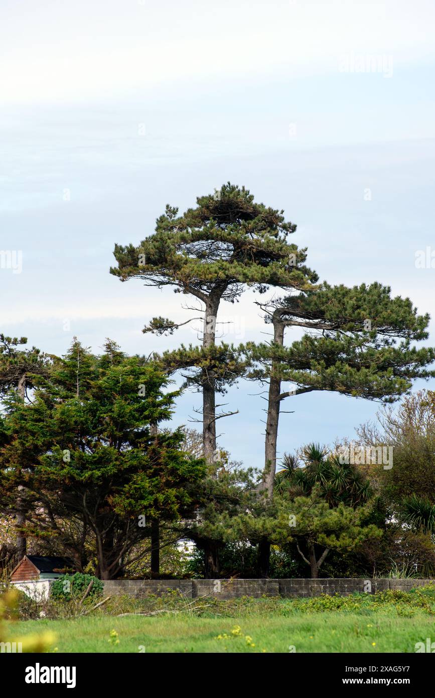 Vista su due pini, nella penisola di Howth, Dublino, Irlanda, Foto Stock