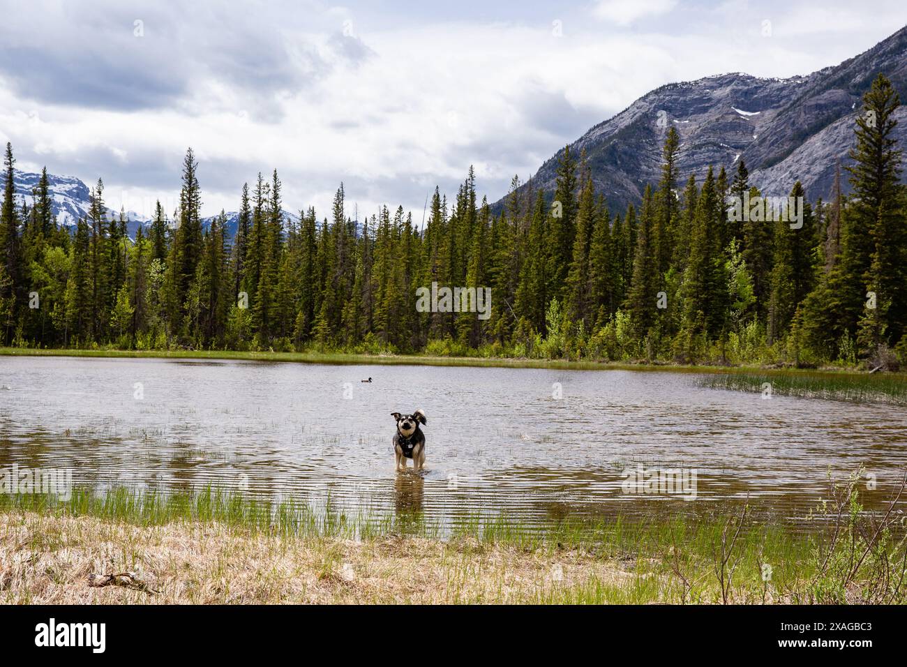 Un paio di escursioni alle pendici delle Montagne Rocciose vicino al Monte Yamnuska, Kananaskis, Alberta con la loro razza mista, Husky, cane da pastore tedesco Foto Stock