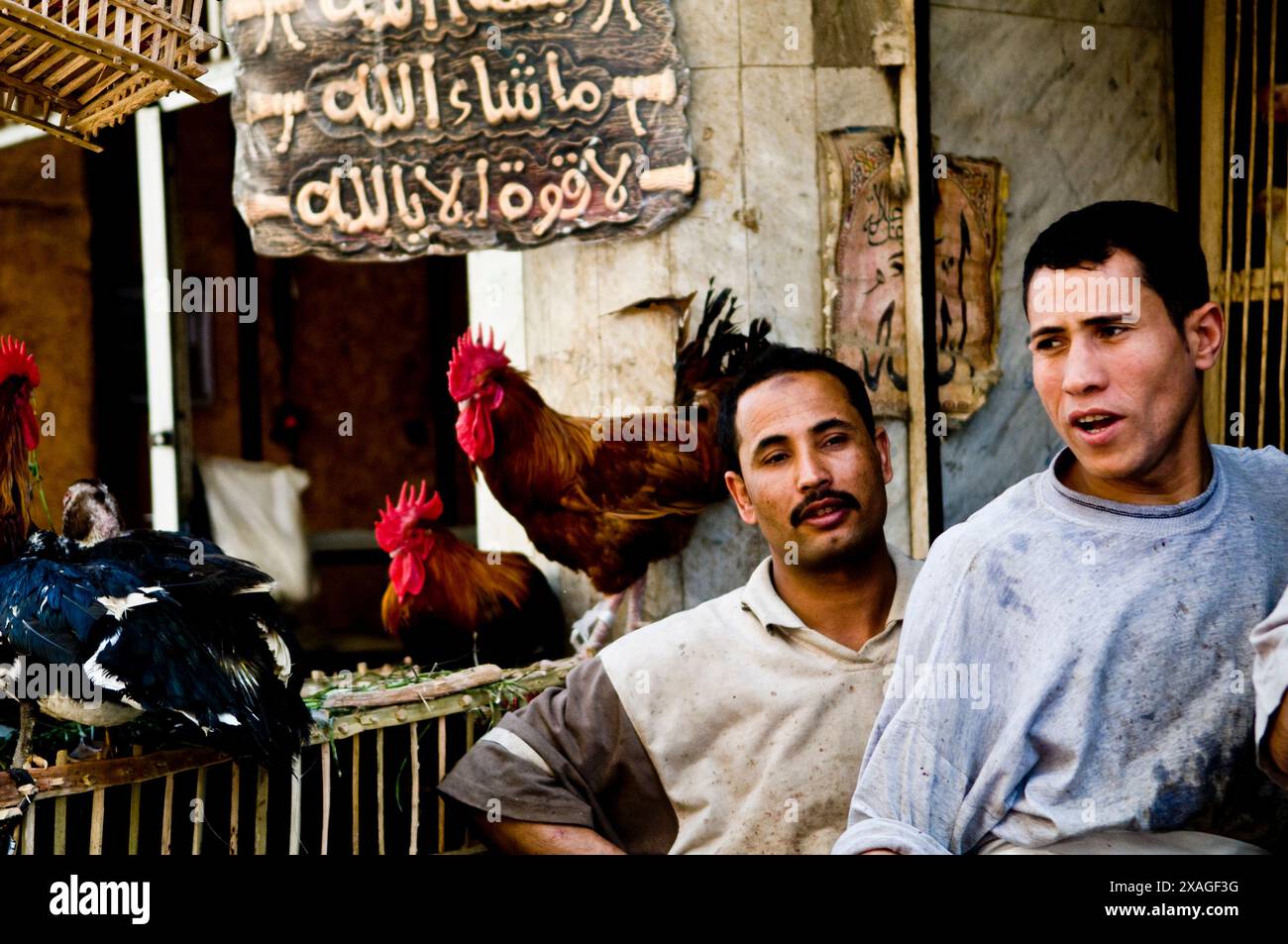 Polli freschi venduti nei vivaci mercati del Cairo. Foto Stock