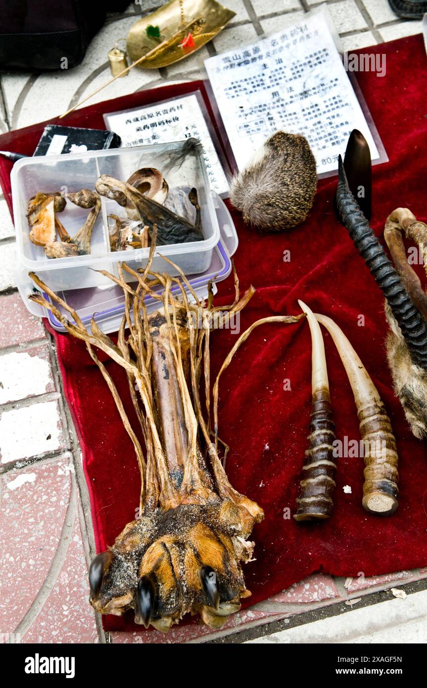 Commercio illegale di parti di animali in Cina. La zampa di tigre e altre parti di tigre, così come altre specie in via di estinzione, sono vendute in tutta la cina. Foto Stock