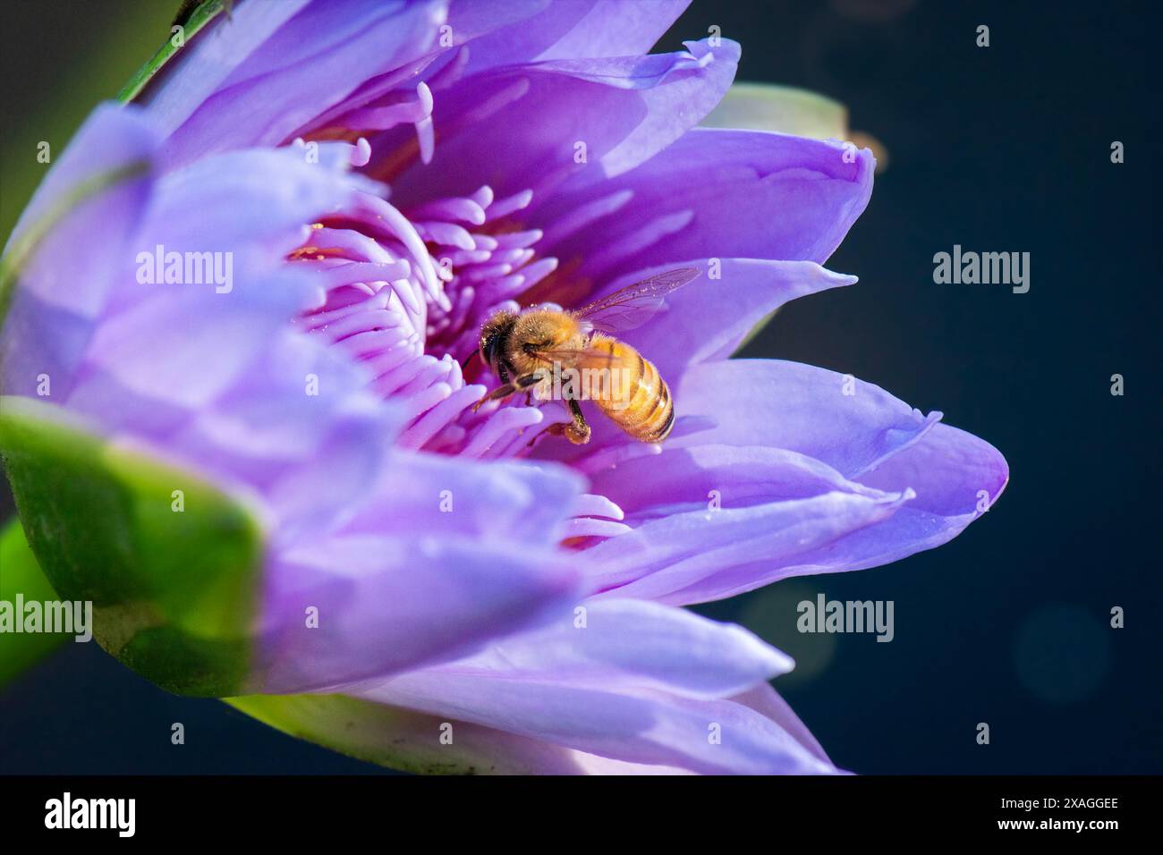 Primo piano dettagliato di un'ape del miele europea nota anche come Apis mellifera che impollina un fiore di loto. Foto Stock