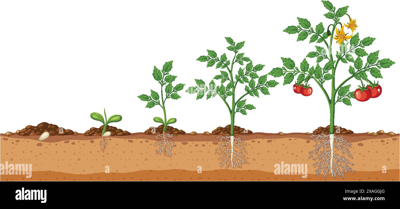 Illustrazione delle fasi di sviluppo delle piante di pomodoro Illustrazione Vettoriale