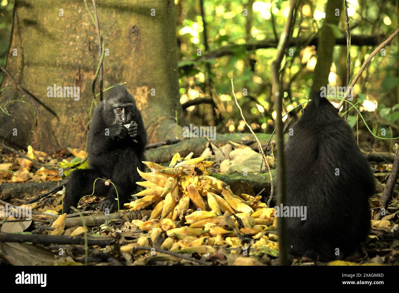 I novellame di macaco di Sulawesi crestato nero (Macaca nigra) si nutrono di frutti di liana caduti nella riserva naturale di Tangkoko, Sulawesi settentrionale, Indonesia. Foto Stock