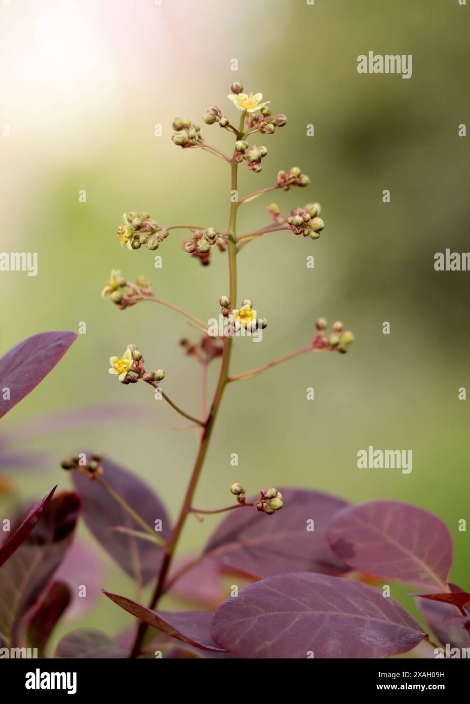 Rami con la fioritura del Cotinus coggygria Royal Purple Foto Stock