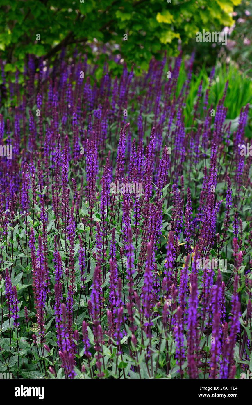 Primo piano dei fiori azzurri viola dell'estate fioritura erbacea perenne giardino salvia nemorosa caradonna. Foto Stock