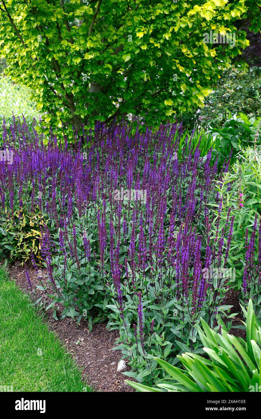 Primo piano dei fiori azzurri viola dell'estate fioritura erbacea perenne giardino salvia nemorosa caradonna. Foto Stock