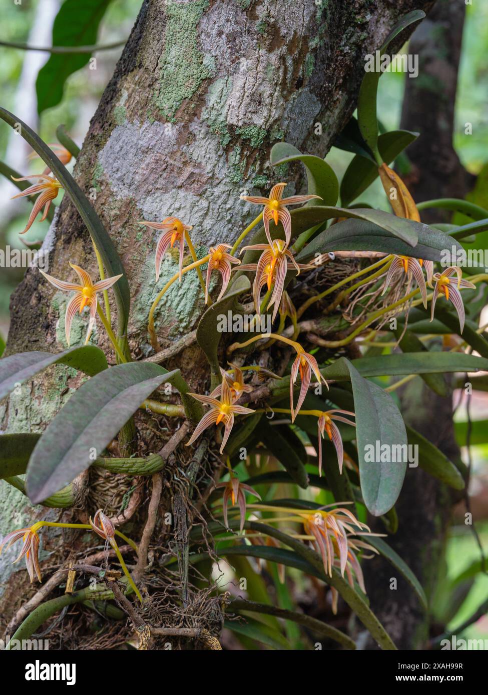 Vista ravvicinata delle specie di orchidee epifitiche in fiore bulbophyllum affine fiori e foglie all'aperto nel giardino tropicale Foto Stock