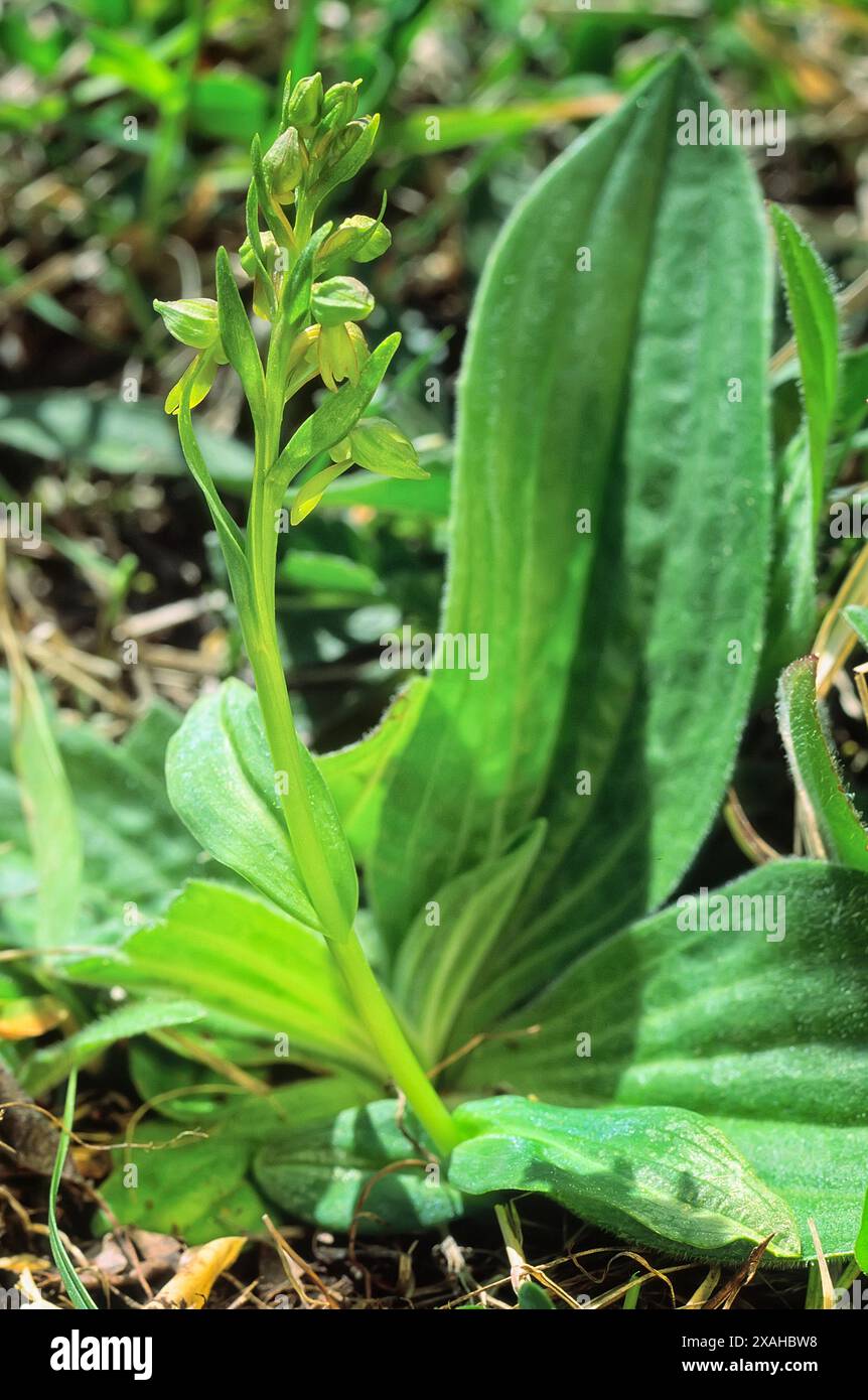 Orchidea rana (Dactylorhiza viridis = Coeloglossum viride), Orchidaceae. bulbosa erbacea, pianta selvatica. Appennino, Toscana, Italia. Foto Stock