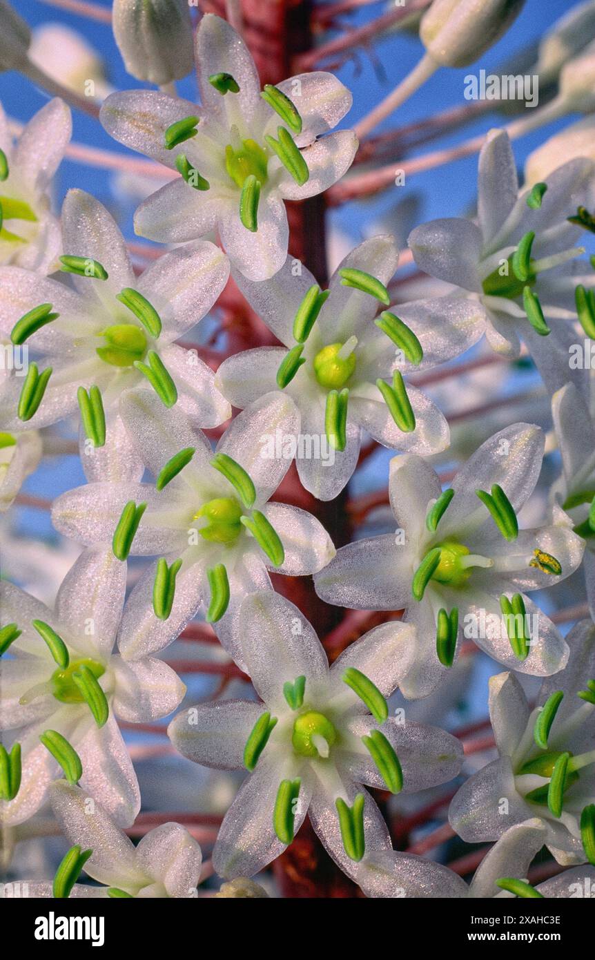 Squill marino (Drimia maritima = Urginea maritima = Squilla maritima), Asparagaceae. Perenne bulbo, pianta mediterranea selvatica, fiori bianchi. Foto Stock