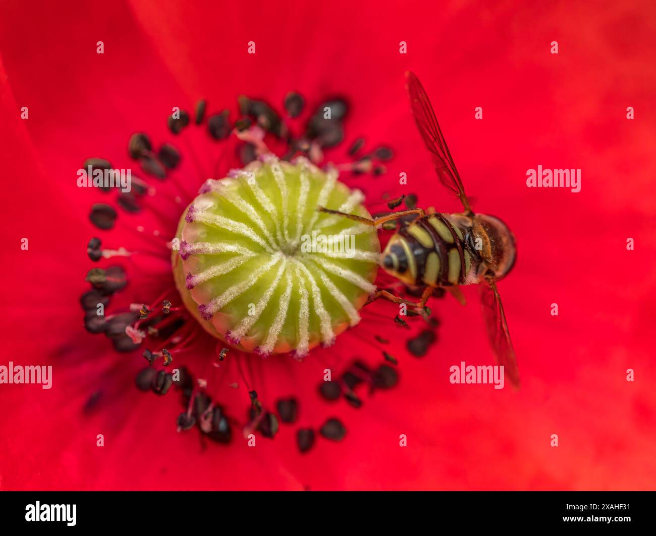 Primo piano estremo di un recipiente di fiori di papavero con stame in fiore con un'impollinazione delle api Foto Stock