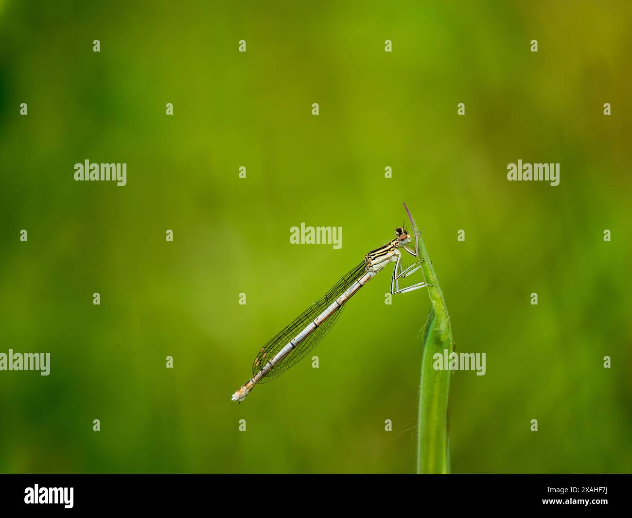 Femmina Damselfly a gambe bianche che poggia su erba Foto Stock