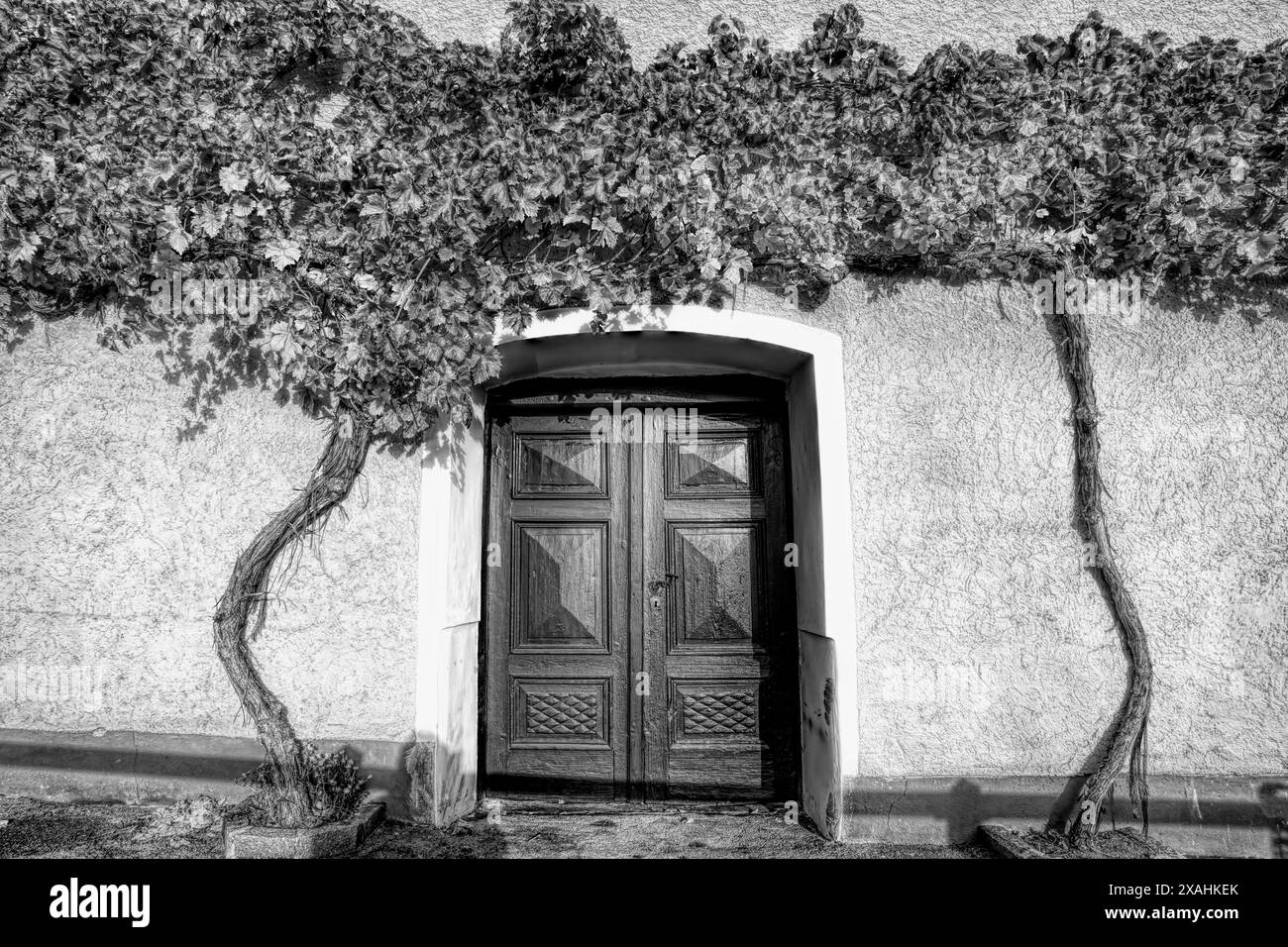 Cantina di vini in una cantina tradizionale a Wachau (sito patrimonio dell'umanità dell'UNESCO), villaggio di Weissenkirchen nella bassa Austria, Austria Foto Stock