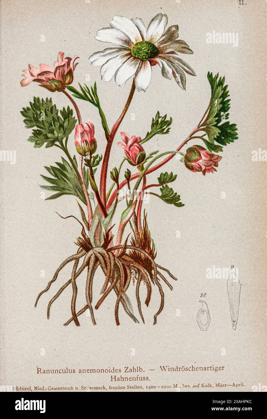 Ranunculus anemonoides Zahlb. - Windröschenartiger Hahnenfuss. Disegno botanico da ' Atlas der Alpenflora ' di Hartinger, Anton, B. 1806; dalla Torre, K. W. von (Karl Wilhelm), 1850-1928; Deutscher Alpenverein (fondato nel 1874) Foto Stock