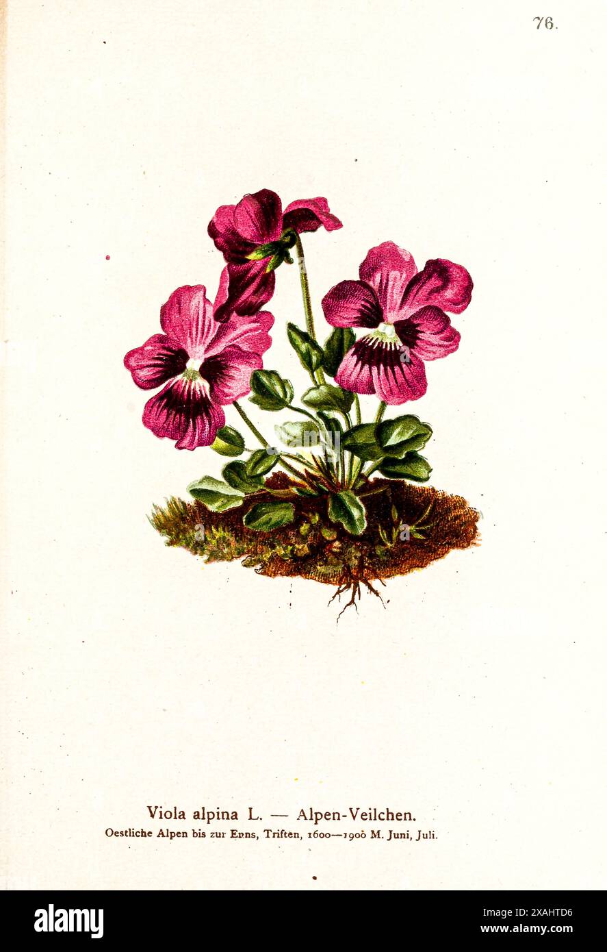 Viola alpina L. — Alpen-Veilchen. Disegno botanico da ' Atlas der Alpenflora ' di Hartinger, Anton, B. 1806; dalla Torre, K. W. von (Karl Wilhelm), 1850-1928; Deutscher Alpenverein (fondato nel 1874) Foto Stock