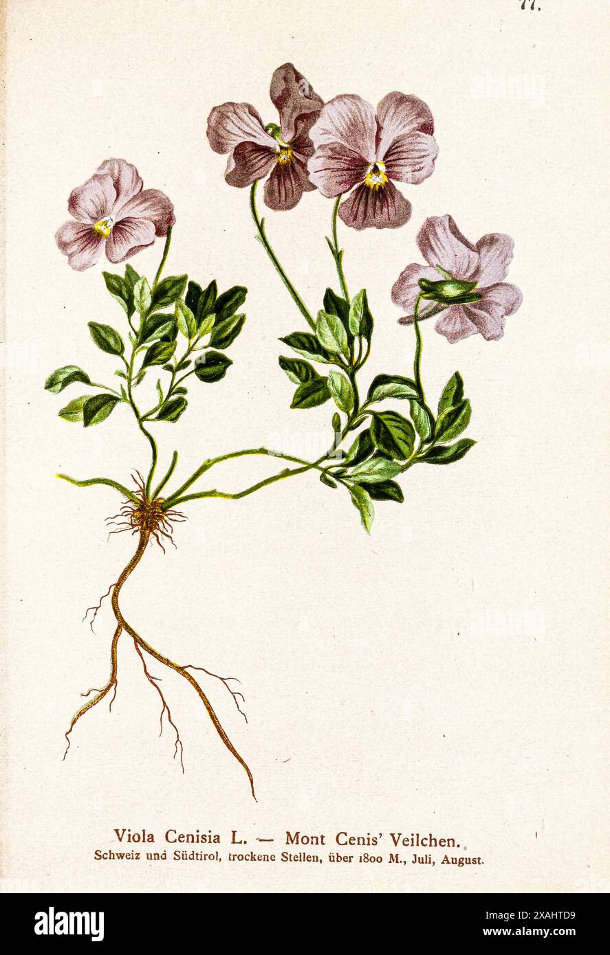 Viola Cenisia L. — Mont Cenis' Veilchen. Disegno botanico da ' Atlas der Alpenflora ' di Hartinger, Anton, B. 1806; dalla Torre, K. W. von (Karl Wilhelm), 1850-1928; Deutscher Alpenverein (fondato nel 1874) Foto Stock