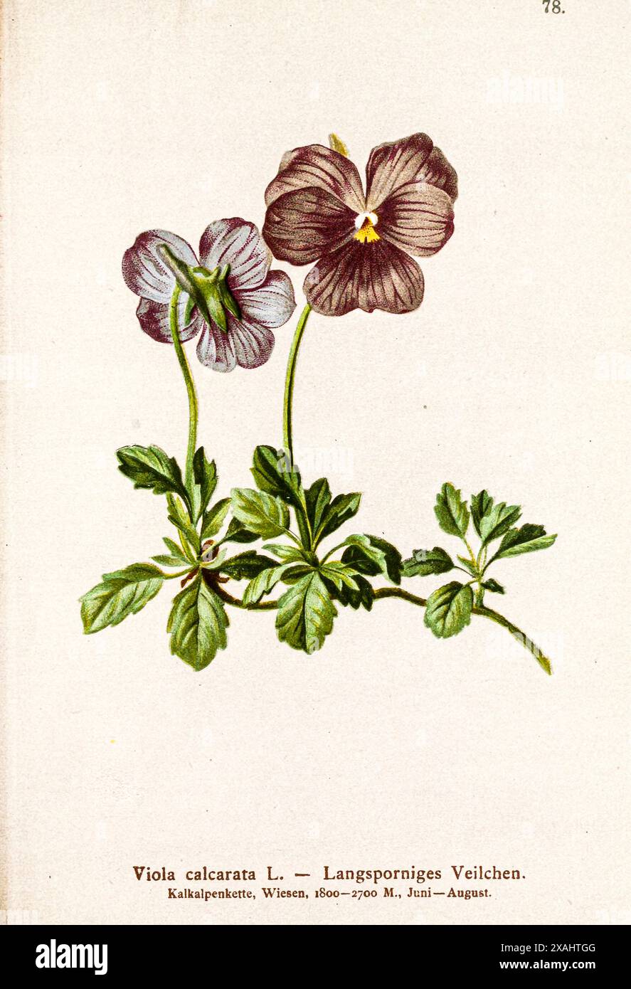 Viola calcarata L. -- Langsporniges Veilchen. Viola calcarata è una specie del genere Viola che cresce sulle montagne dell'Europa sudorientale. È comunemente noto come viola a lungo speronato o viola di montagna. È una pianta erbacea perenne in fiore. Disegno botanico da ' Atlas der Alpenflora ' di Hartinger, Anton, B. 1806; dalla Torre, K. W. von (Karl Wilhelm), 1850-1928; Deutscher Alpenverein (fondato nel 1874) Foto Stock