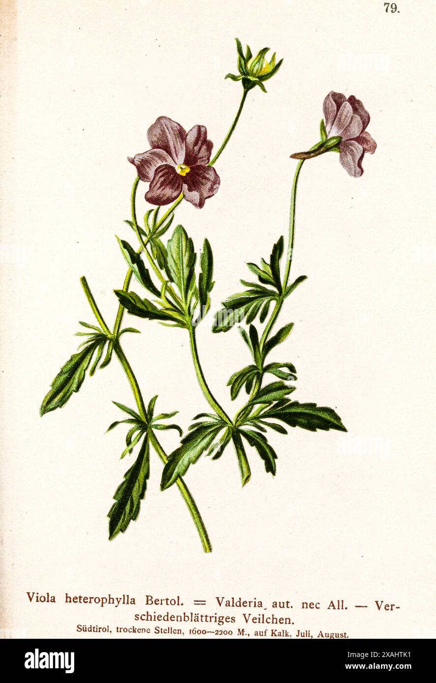 Viola heterophylla Bertol. = Valderia aut. nec tutto. La Verschiedenblättriges Veilchen Viola bertolonii è una specie di violetta conosciuta con il nome comune di Bertoloni, appartenente alla Violaceae fam botanico attingendo da " Atlas der Alpenflora " di Hartinger, Anton, B. 1806; dalla Torre, K. W. von (Karl Wilhelm), 1850-1928; Deutscher Alpenverein (fondata nel 1874) Foto Stock