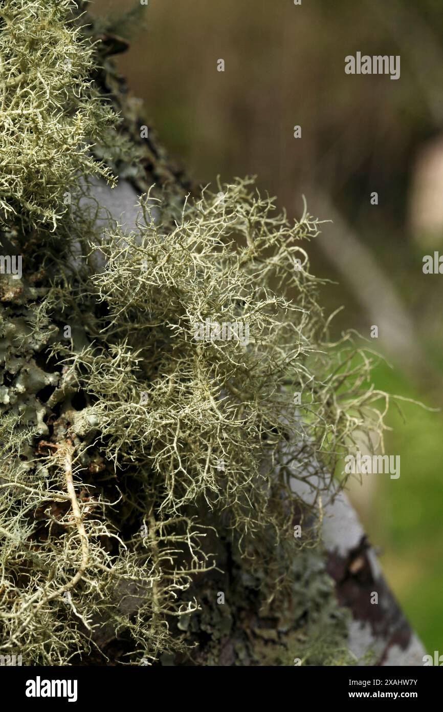 Usnea subfloridana, barba di vecchio, lichene di barba o muschio di barba, varietà. Lichen Fructicose Foto Stock