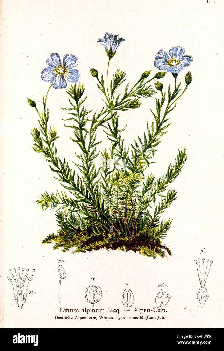 Linum alpinum Jacq. - Alpen-Lein. Disegno botanico da ' Atlas der Alpenflora ' di Hartinger, Anton, B. 1806; dalla Torre, K. W. von (Karl Wilhelm), 1850-1928; Deutscher Alpenverein (fondato nel 1874) Foto Stock